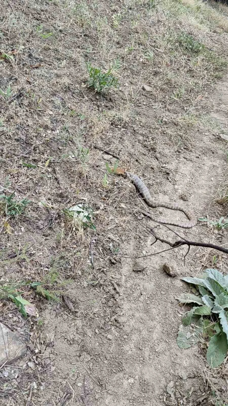Koca engerek, sincabı yuttu
