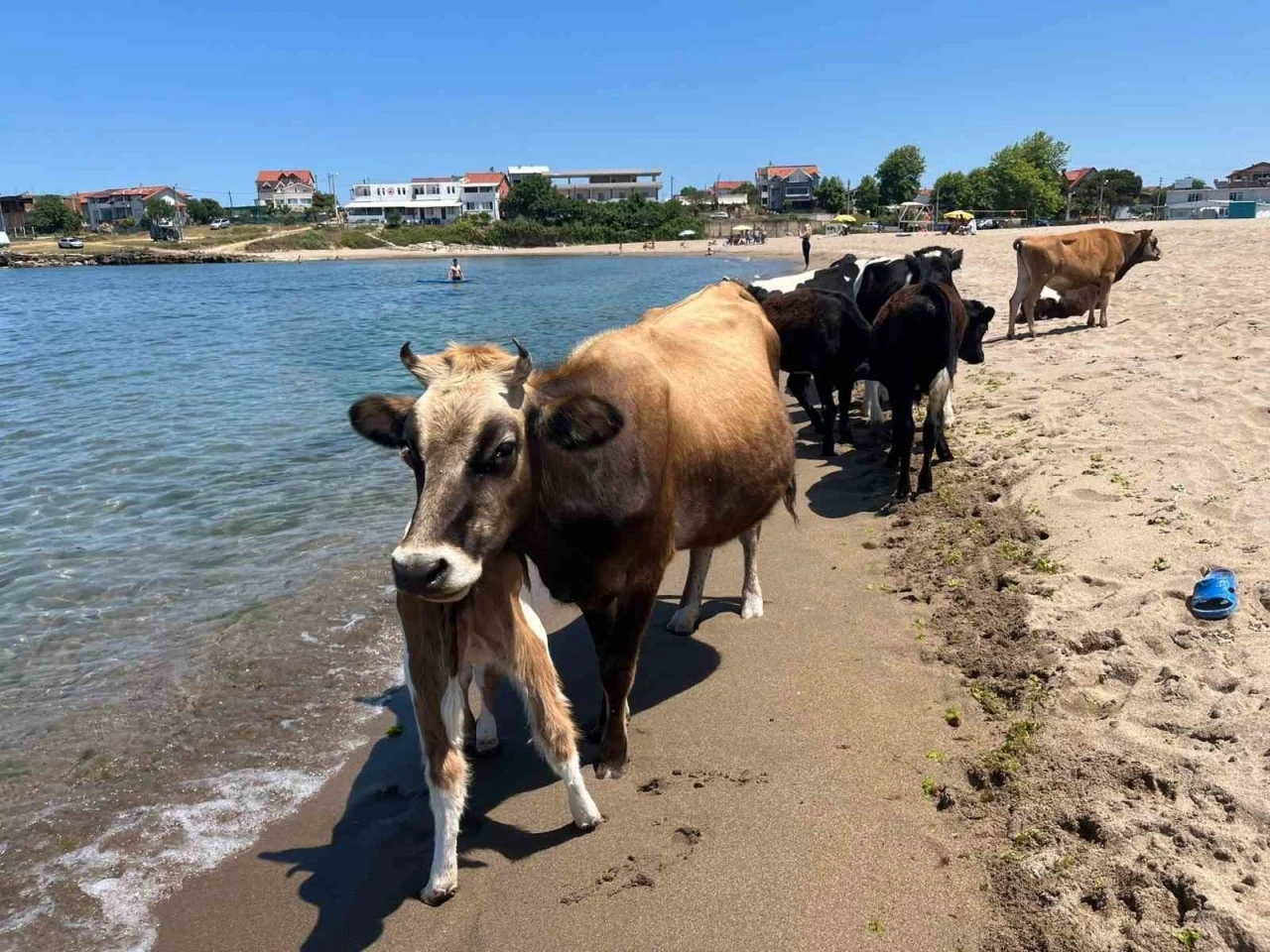 Kocaeli sahillerinde ineklerin deniz keyfi
