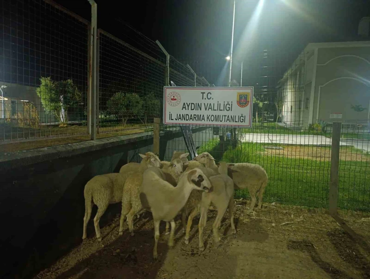 Ko&ccedil;arlı&rsquo;da 15 koyun evin bah&ccedil;esinden &ccedil;alındı
