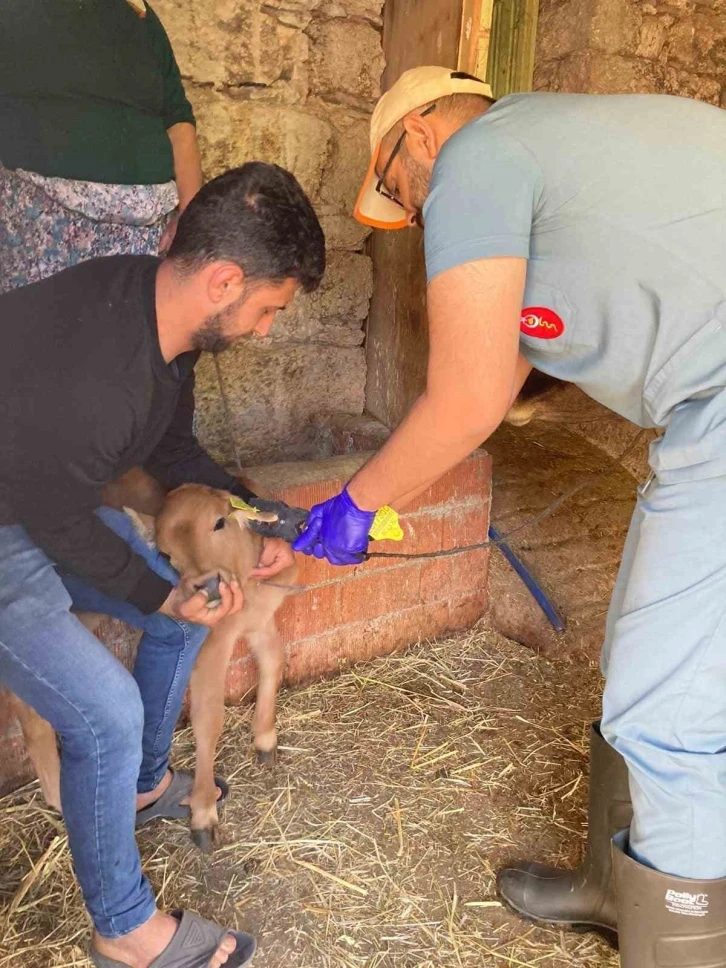 Koçarlı’da büyükbaş hayvanların aşılanması devam ediyor
