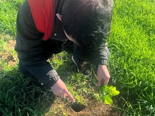 Kof&ccedil;az&rsquo;da tarla faresine karşı etkin m&uuml;cadele: Tarım arazilerinde fare tehdidi
