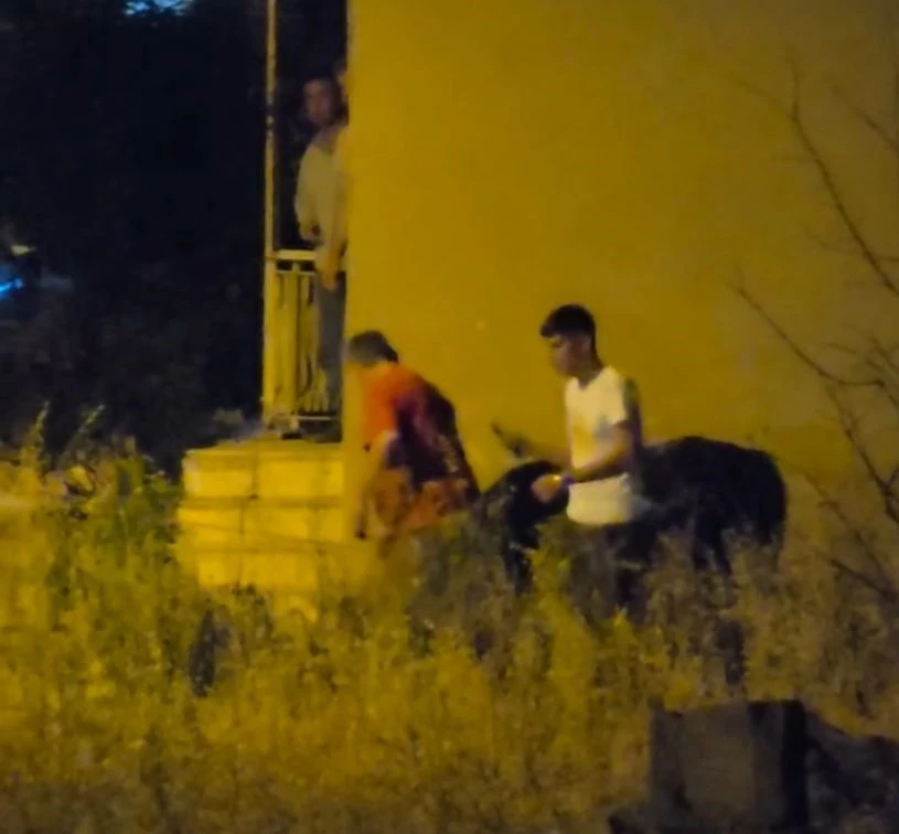 Konya’da firari boğa ortalığı birbirine kattı
