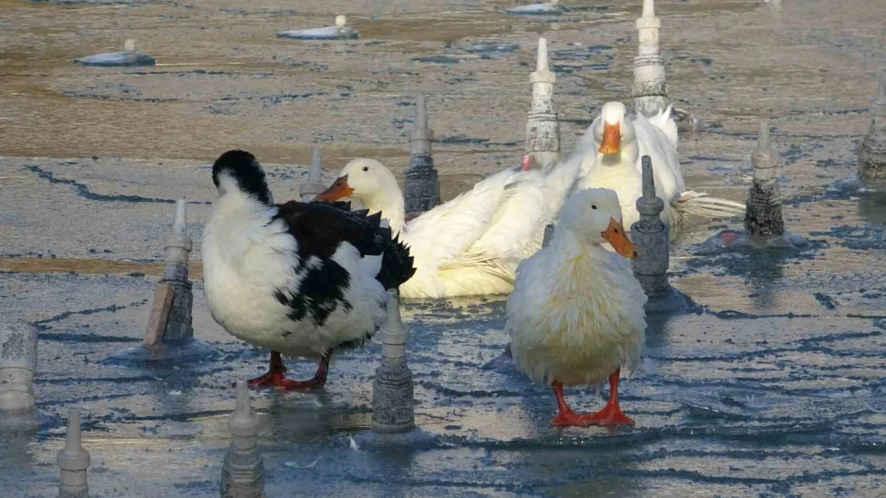 Konya&rsquo;da soğuktan s&uuml;s havuzları buz tuttu
