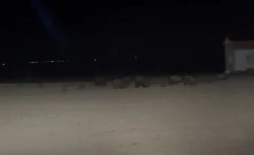 Konya’da tarım alanlarında domuz nöbeti
