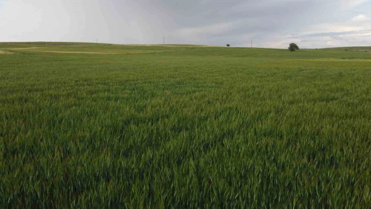 Konya&rsquo;da y&uuml;ksek kesimler yağışa doydu
