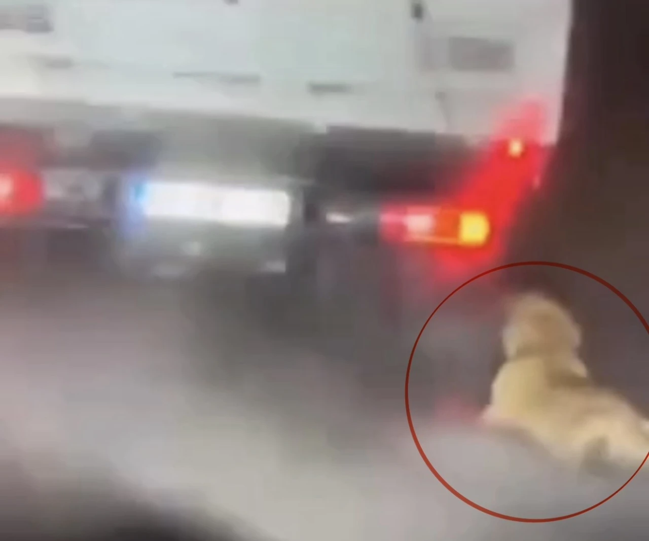 K&ouml;peği kamyonetin arkasında s&uuml;r&uuml;kleyen şahıs g&ouml;zaltına alındı
