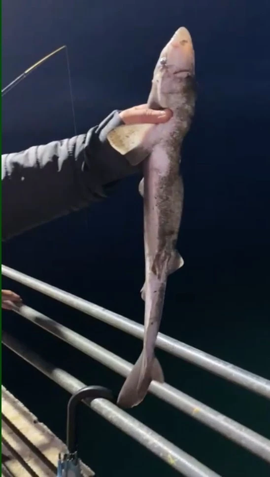 K&ouml;pekbalıkları Karadeniz&rsquo;de ağlardan sonra balık&ccedil;ıların oltalarına da takılmaya başladı
