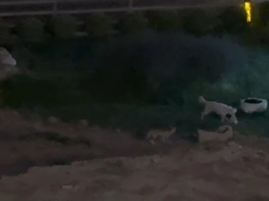 Köpekle tilkinin oyunu görenleri güldürdü
