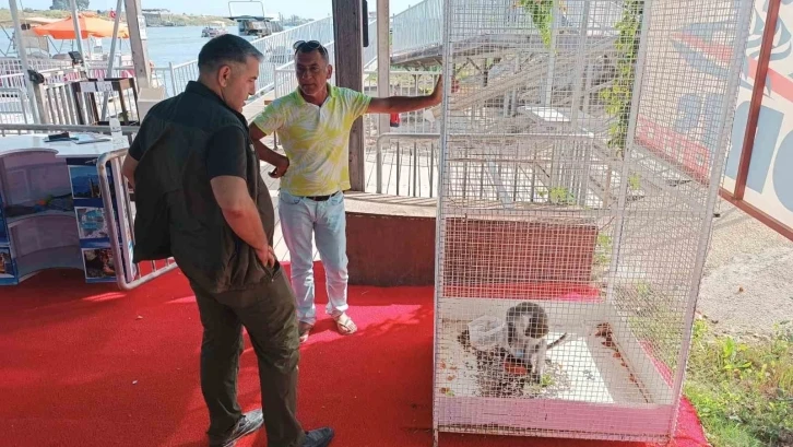 Köpeklerin saldırısına uğrayan maymun ağaca çıkarak kurtarılmayı bekledi
