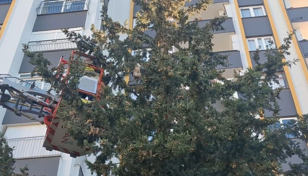 K&ouml;pekten ka&ccedil;an kedi 3 g&uuml;n ağa&ccedil;ta mahsur kaldı
