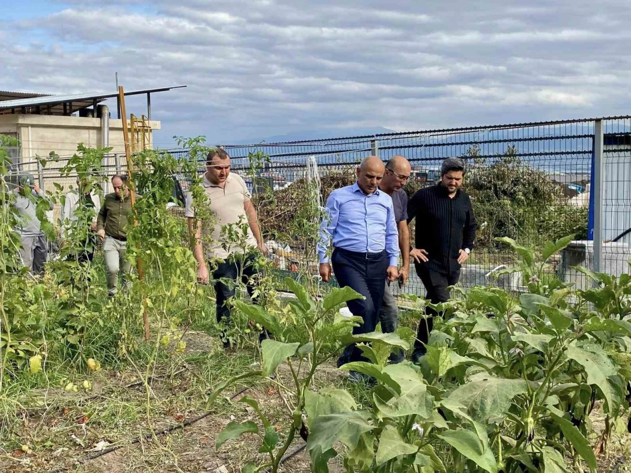 Körfez’de ata tohumlarının ilk hasadı yapıldı
