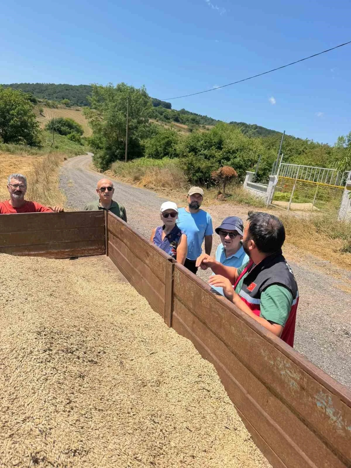K&ouml;rfez&rsquo;de ata tohumu siyez buğdayında ilk hasat
