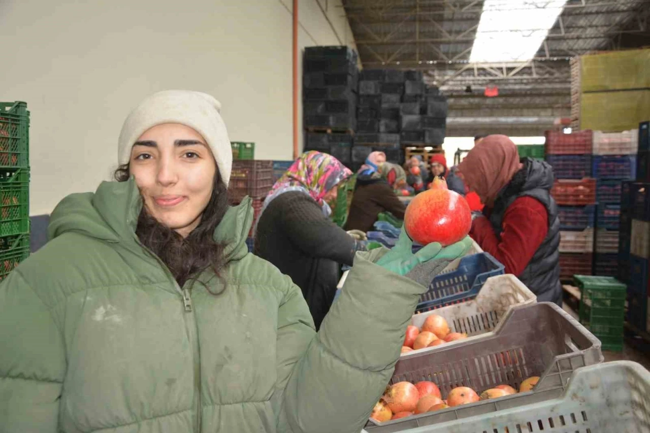 Korkuteli&rsquo;nden nar ihracatı başladı
