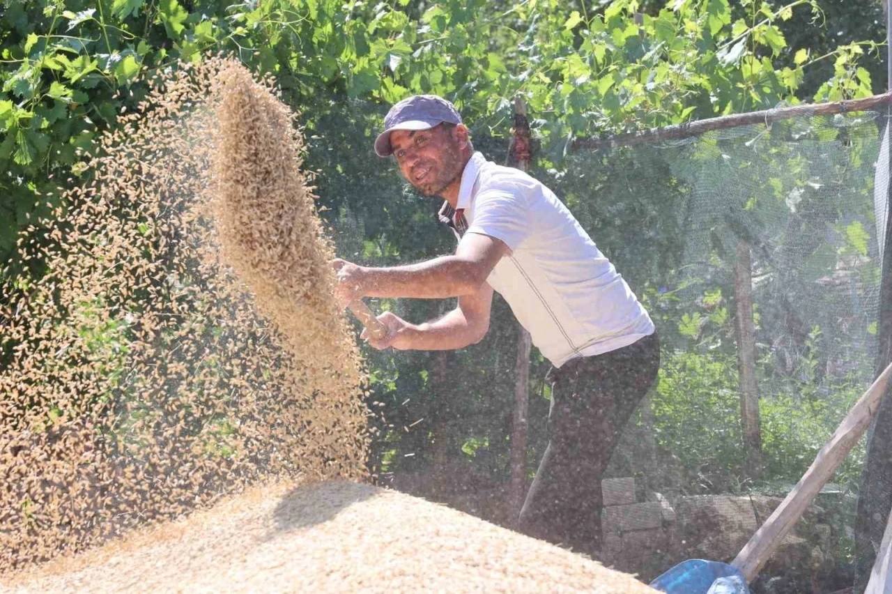 Korkuteli Yeşiloba Yaylası’nda hibe tohumların buğday hasadı başladı
