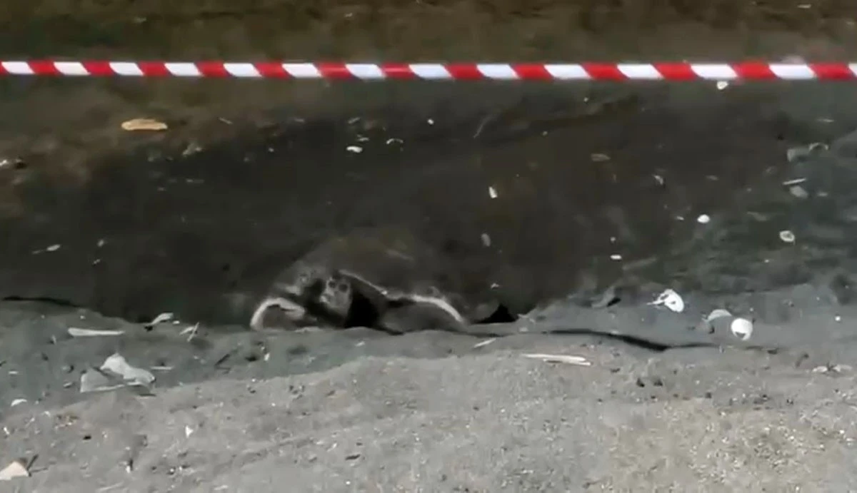 Koruma alanı dışına yuva yapan caretta caretta i&ccedil;in şeritli tedbir
