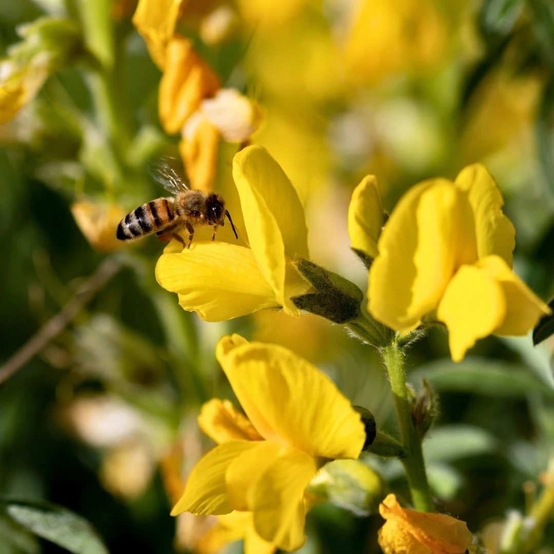 Koruma Altındaki &lsquo;Eber Sarısı&rsquo;yla ilgili &ouml;nemli a&ccedil;ıklama
