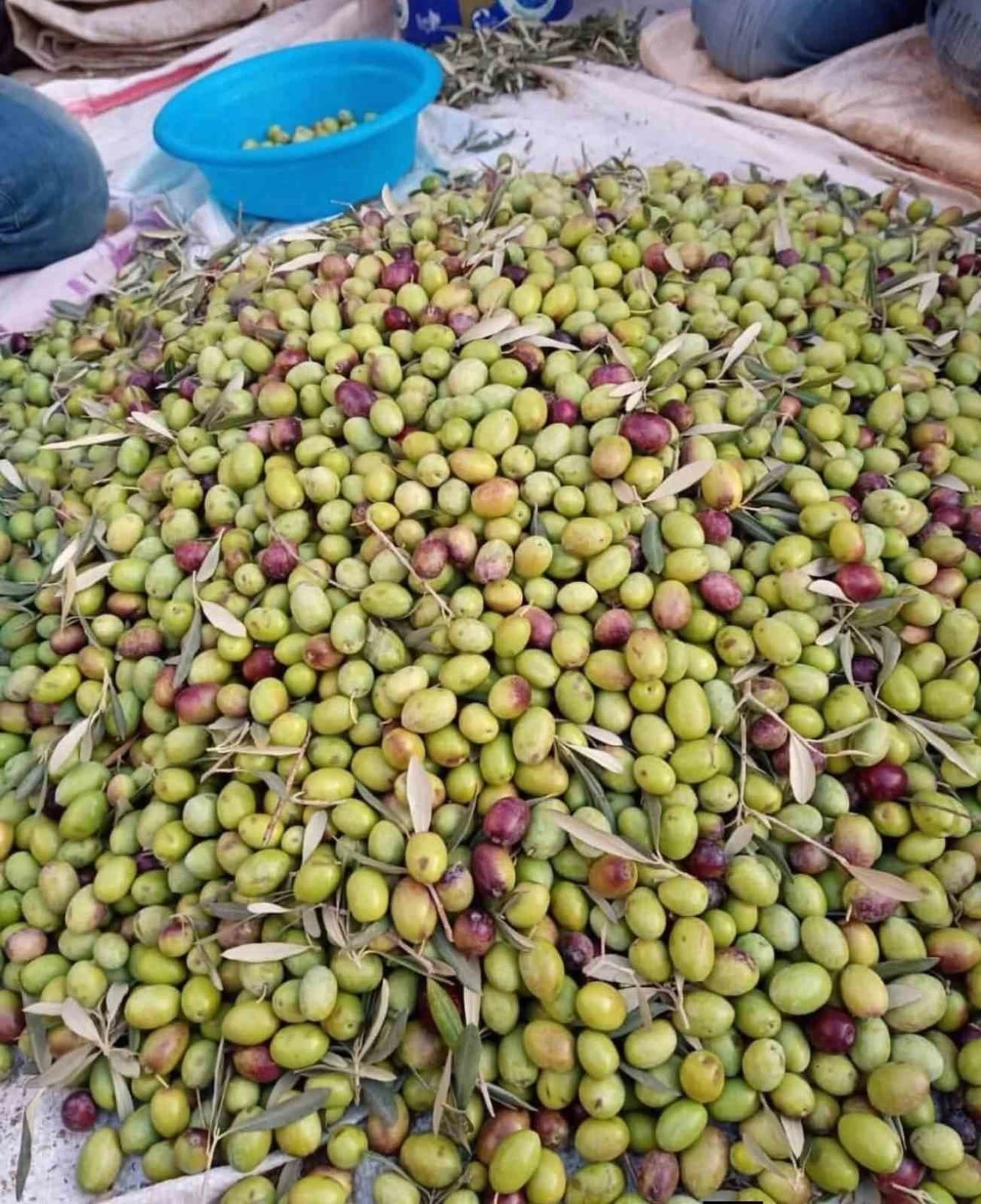 Köşk İlçe Tarım, Aydın Memecik Zeytini’ne dikkat çekti
