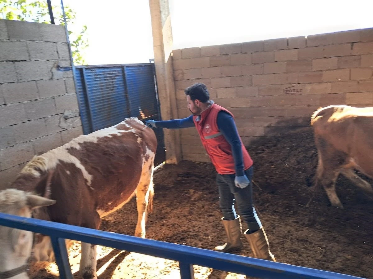 Köşk’te büyükbaş hayvanlarda şap aşılaması sürüyor
