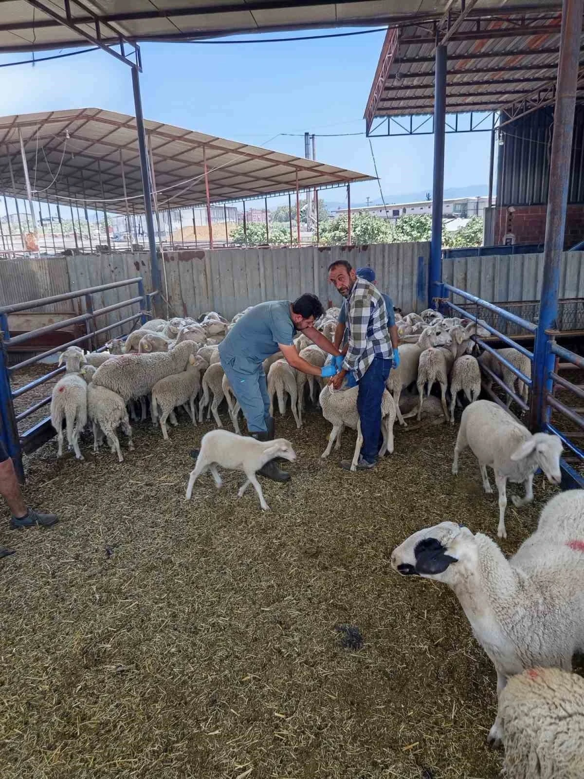 K&ouml;şk&rsquo;te k&uuml;&ccedil;&uuml;kbaş hayvanlar kayıt altına alınıyor
