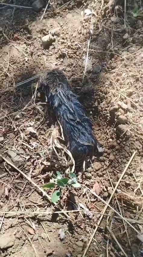 K&ouml;stebek sandı, ger&ccedil;ek &ccedil;ok başka &ccedil;ıktı
