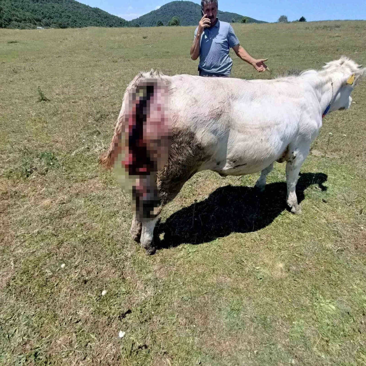 Kovalı Yaylası&rsquo;nda ayı alarmı: &Uuml;reticiler yetkililere seslendi
