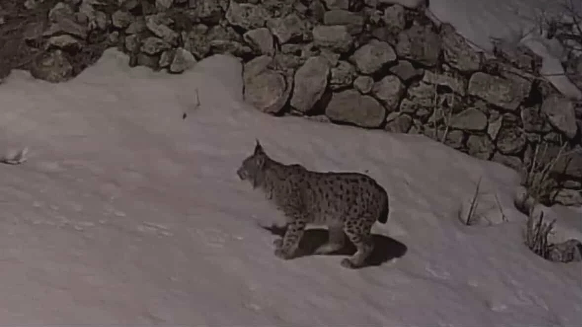 K&ouml;y yerleşim alanında yiyecek arayan vaşak g&uuml;venlik kamerasına yansıdı

