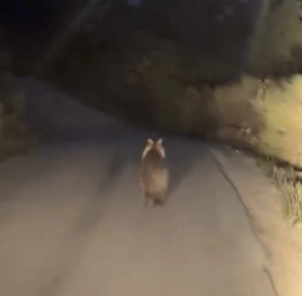 Köy yolunda ayı ile araç yarıştı
