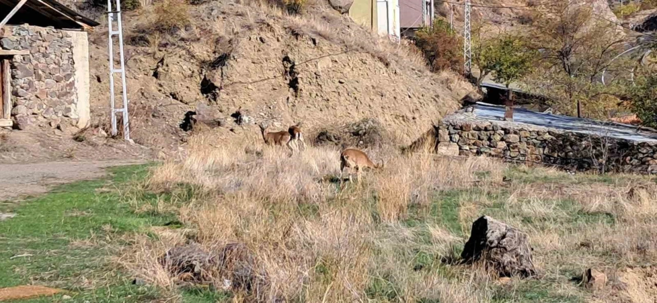 Köyde yaban keçileri özgürce otluyor

