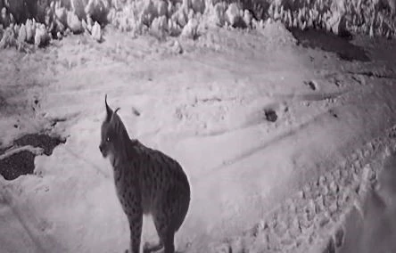 K&ouml;ye inen a&ccedil; kalan yabani hayvanlar g&uuml;venlik kameralarına yakalandı
