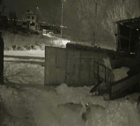 K&ouml;ye inen a&ccedil; kurtlar dehşet sa&ccedil;tı
