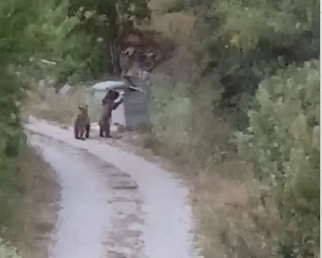 Köye inen ayıları &quot;Gülümseyin çekiyorum&quot; diyerek cep telefonuyla kaydetti
