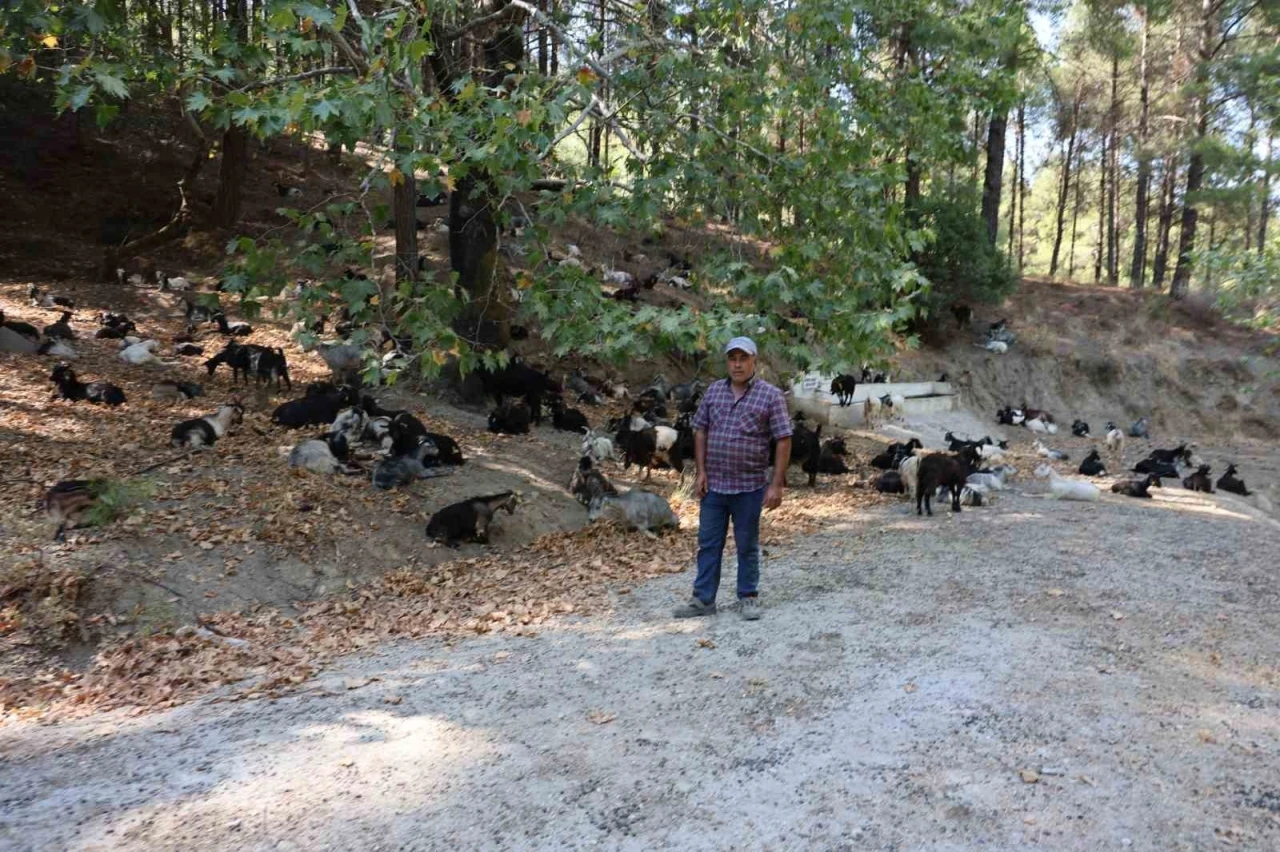 Koyun, keçi ve çobanların kıymeti bilinmedi, ülkenin en büyük sorunu yangınlar oldu
