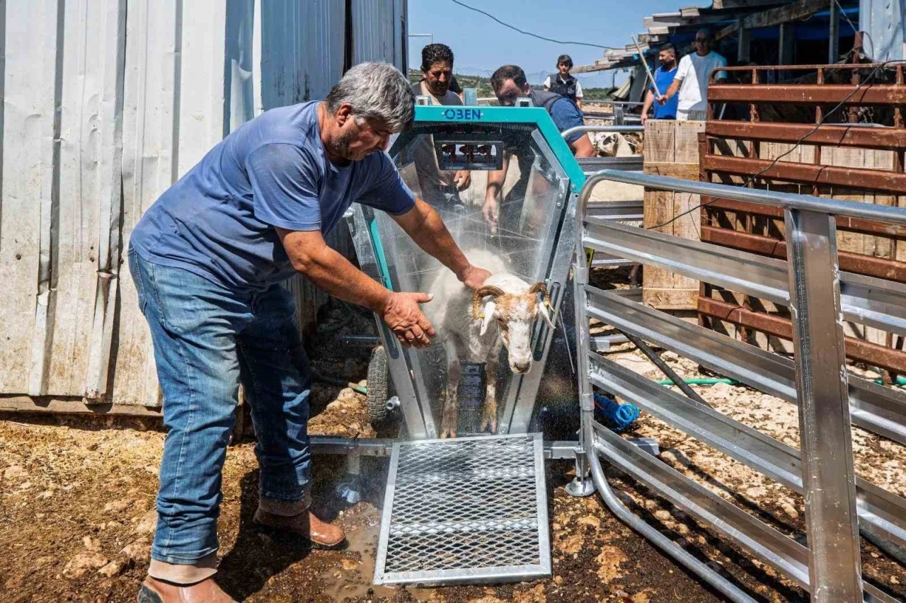 Koyun ve ke&ccedil;iler artık teknolojik makineyle yıkanıp ila&ccedil;lanıyor
