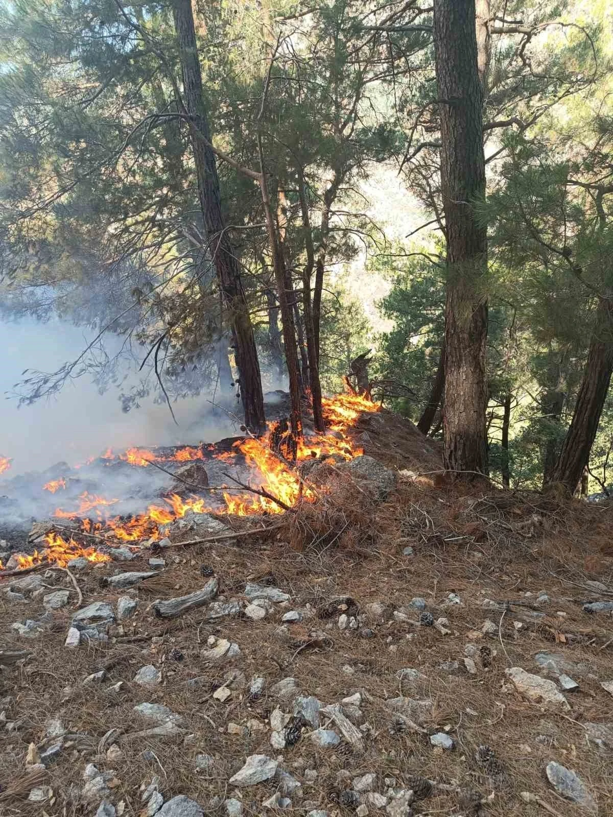 Kozan’da ormanlık alanda yangın çıktı
