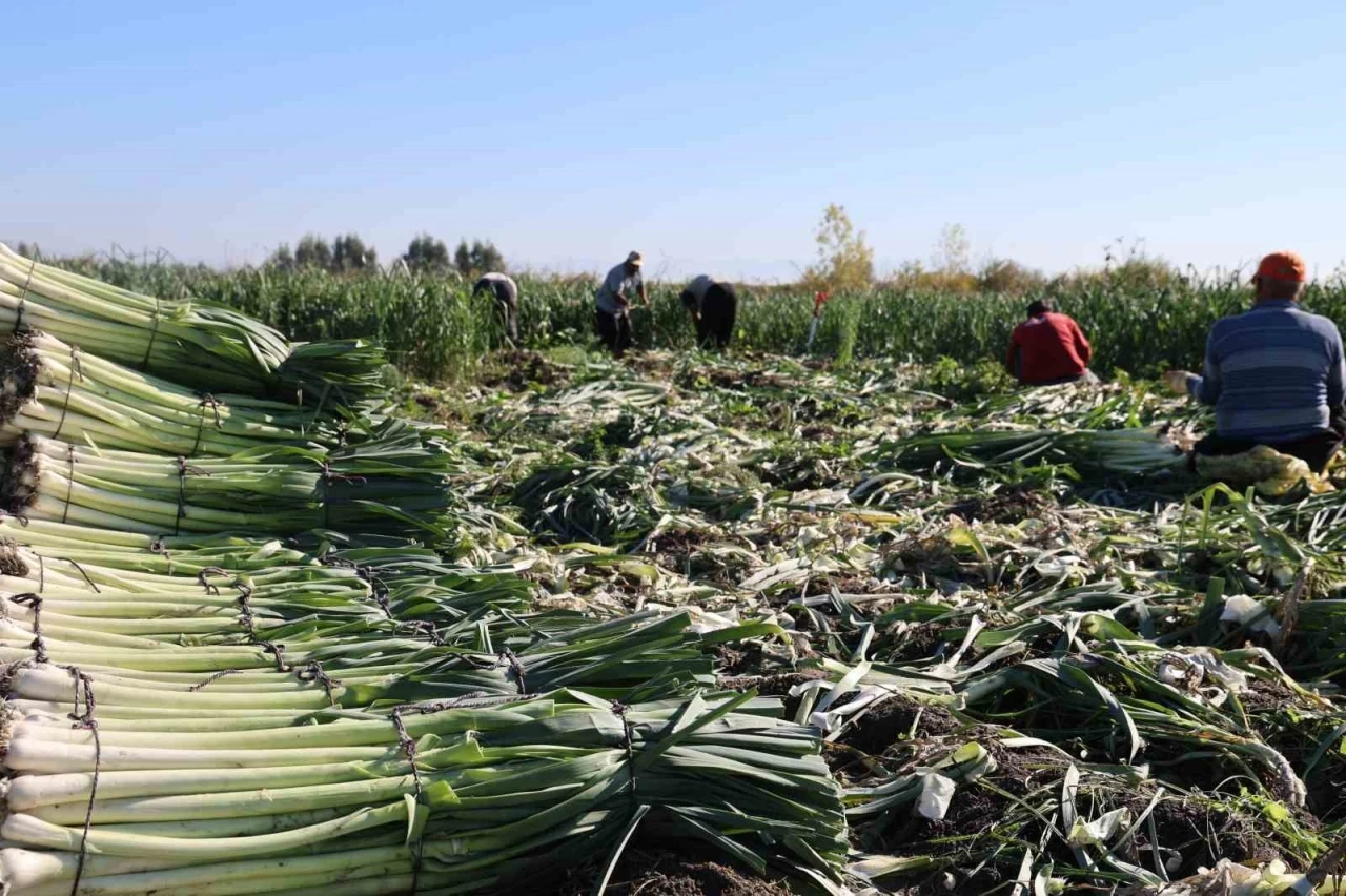 Kozan&rsquo;da pırasa hasadı başladı: 20-22 TL&rsquo;den alıcı buluyor
