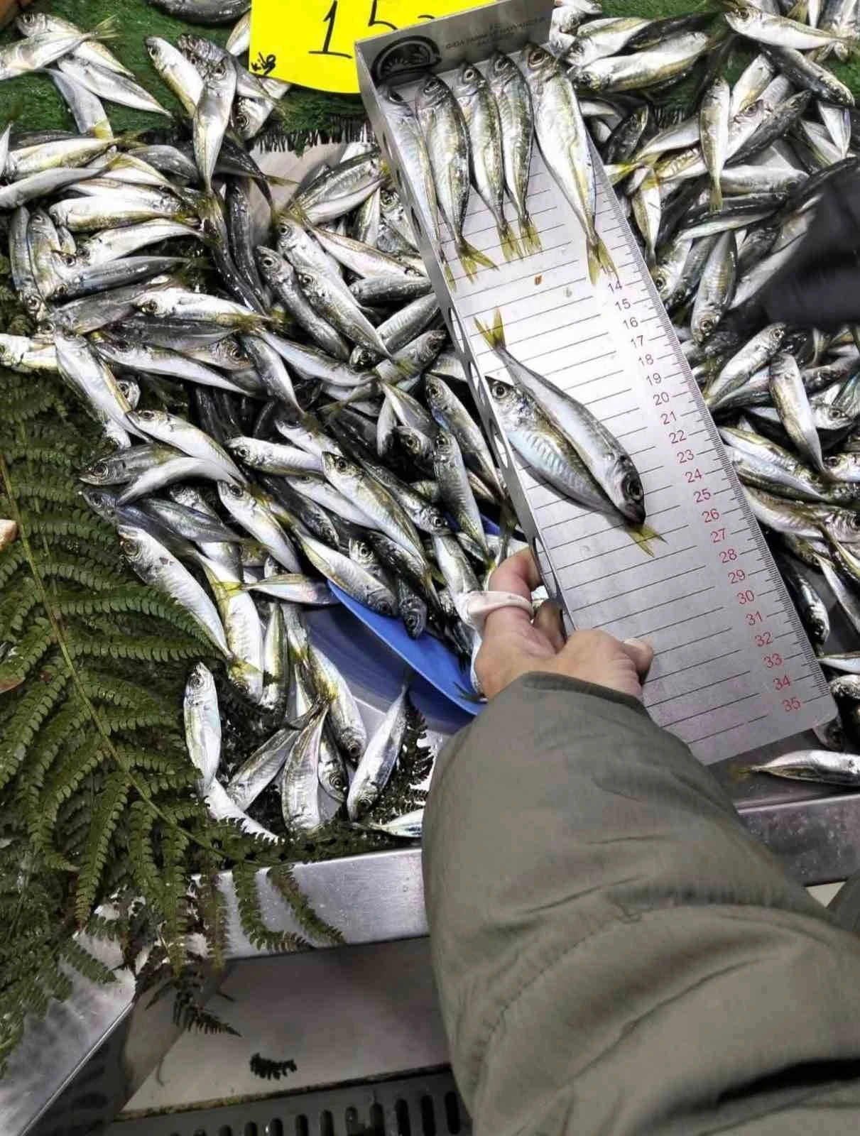 K&uuml;&ccedil;&uuml;k boy balık satışı yapan iş yerine ceza
