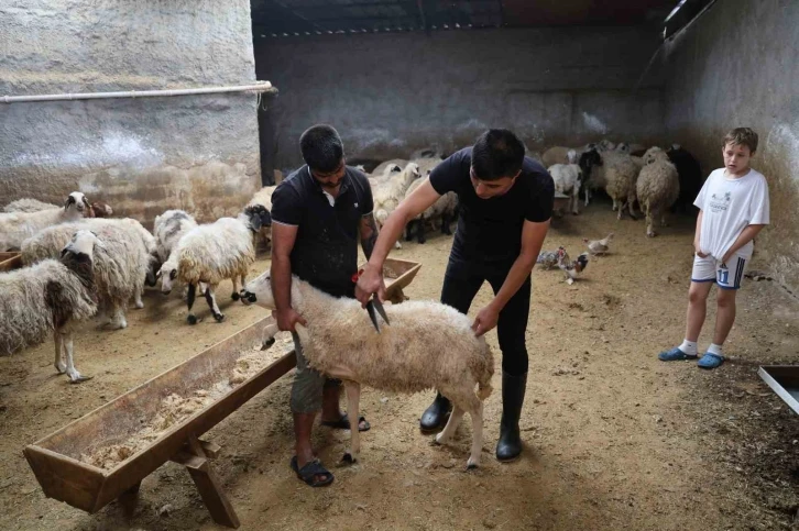 Küçükbaş hayvanda stokçuluğun kurban fiyatlarını artırdığı iddiası
