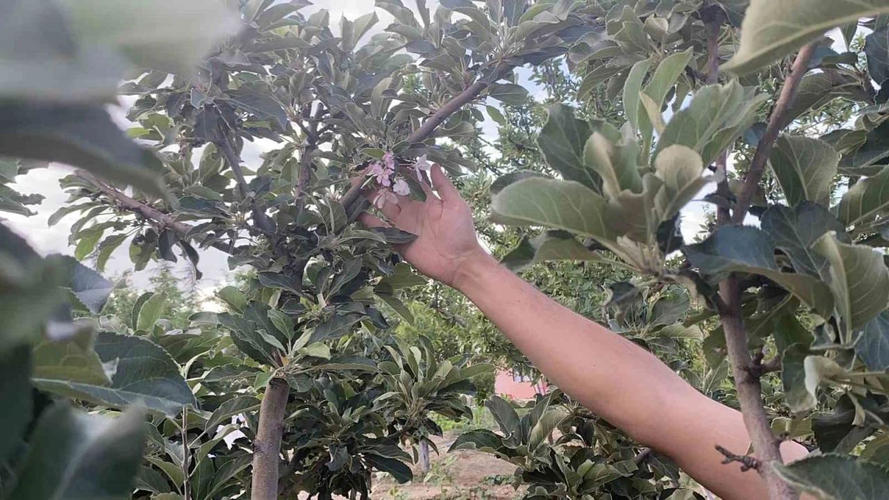 Kulu’da elma ağacı çiçek açtı
