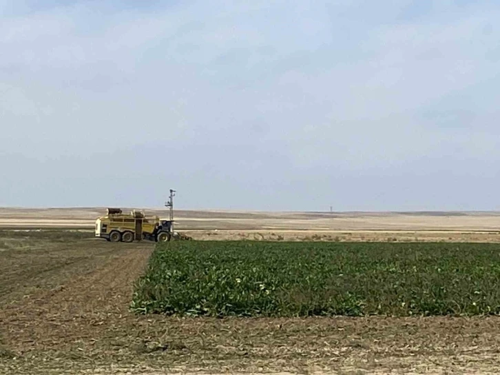 Kulu&rsquo;da pancar hasadı başladı
