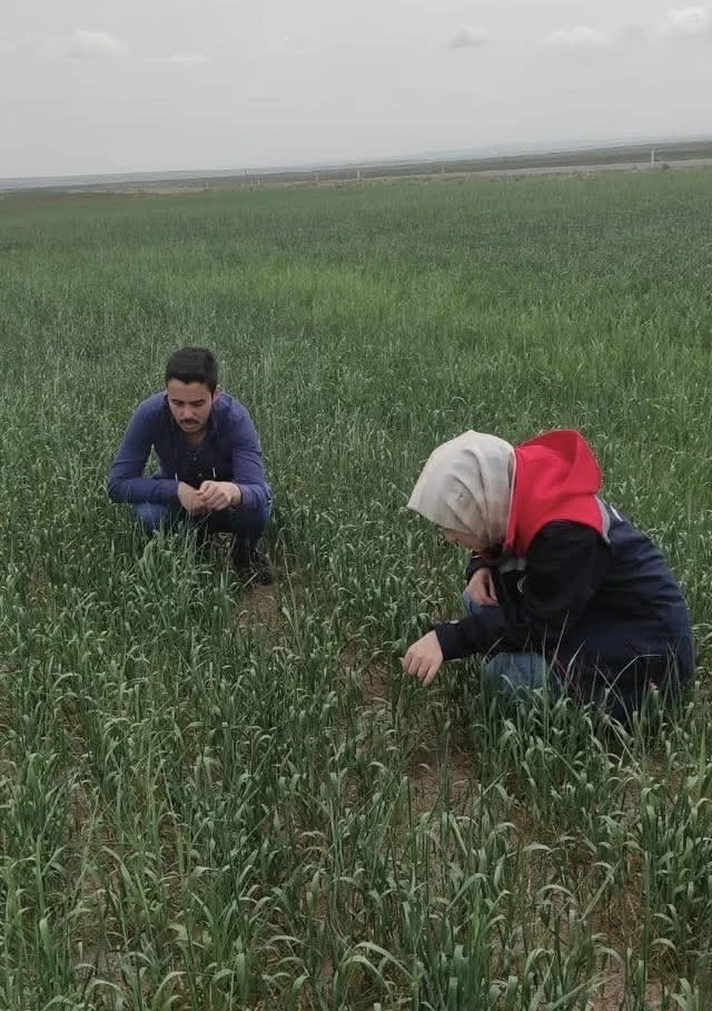 Kulu’da süne sürvey çalışmaları devam ediyor

