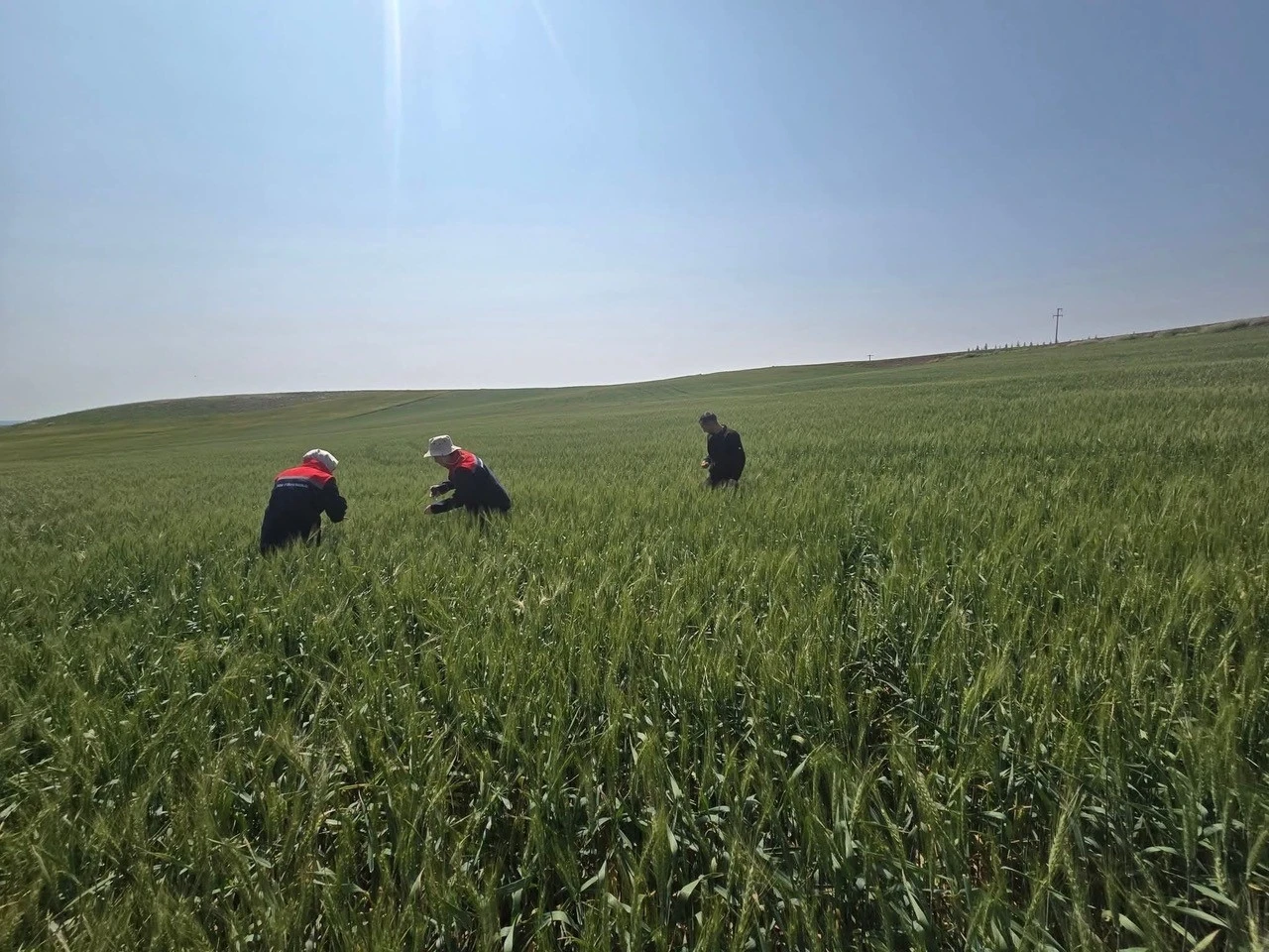 Kulu’da süne zararlısıyla mücadele çalışmaları
