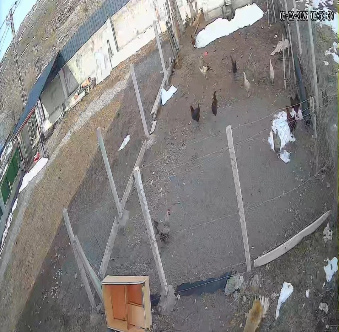 K&uuml;mese giren tilki tavuğu alıp g&ouml;t&uuml;rd&uuml;: O anlar kamerada
