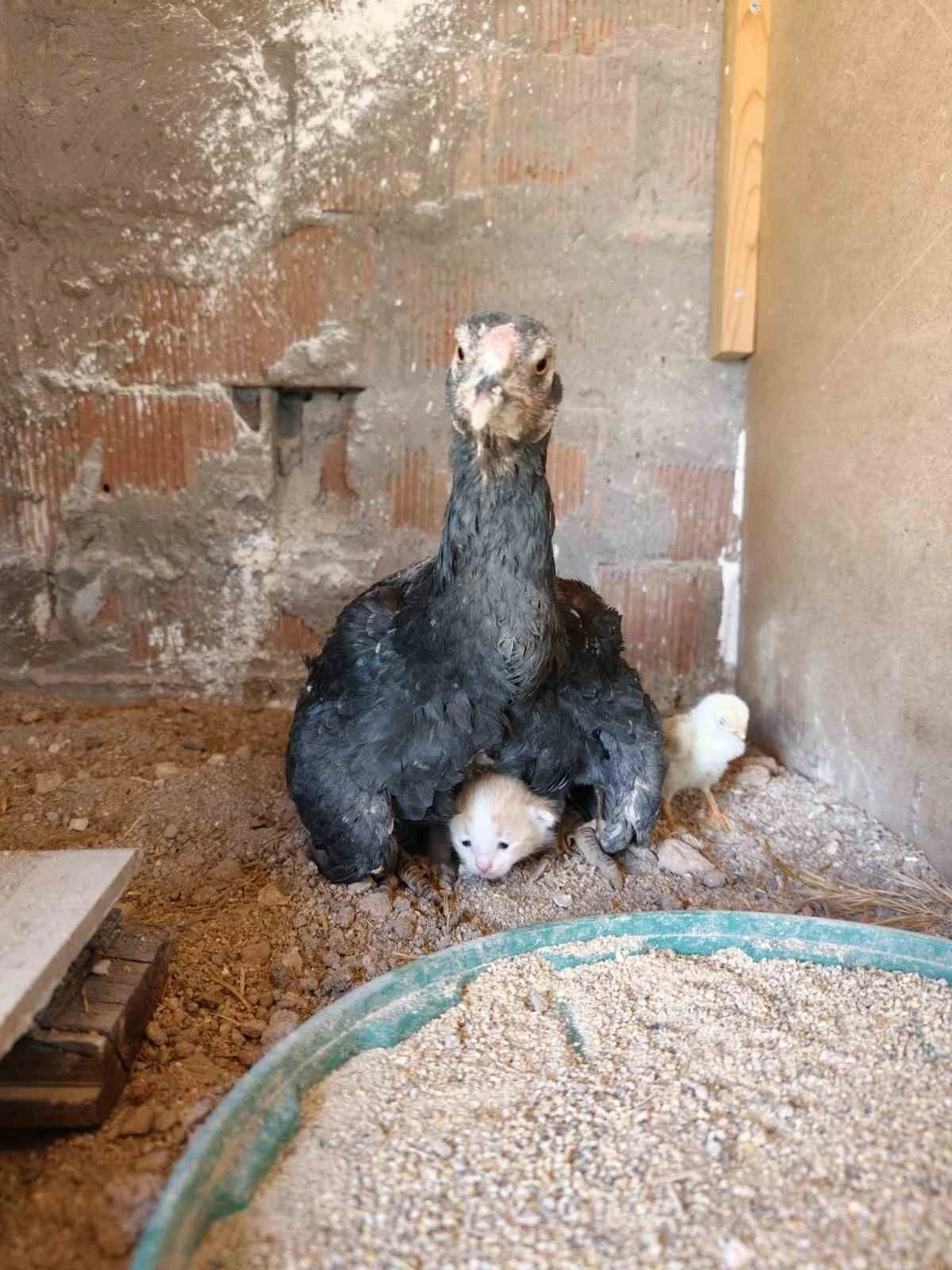 K&uuml;mesin davetsiz misafiri yavru kedi anne tavuğun altına sığındı
