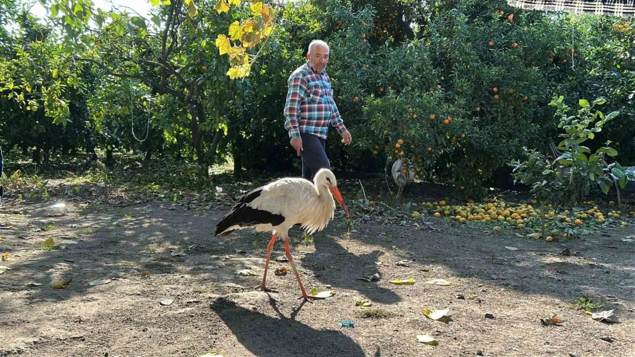 K&uuml;meste tavuklarla birlikte yaşayan leylek, balıkla besleniyor
