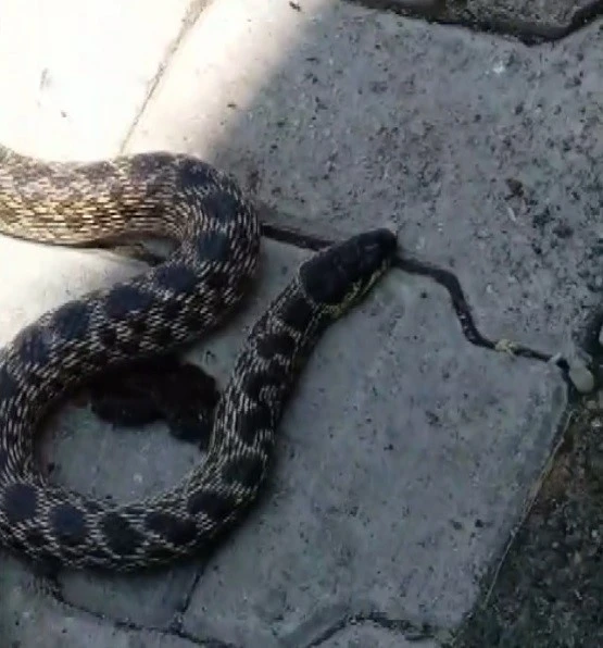 Kümesteki yumurtaları yiyen yılanı yakalayıp doğaya saldı
