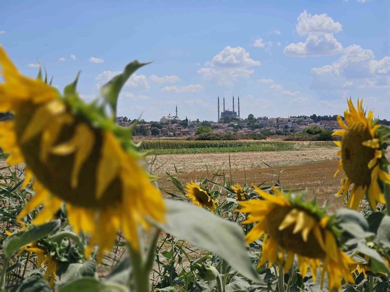 Kuraklık Trakya’yı vurdu: Ayçiçeğinde verim alarmı
