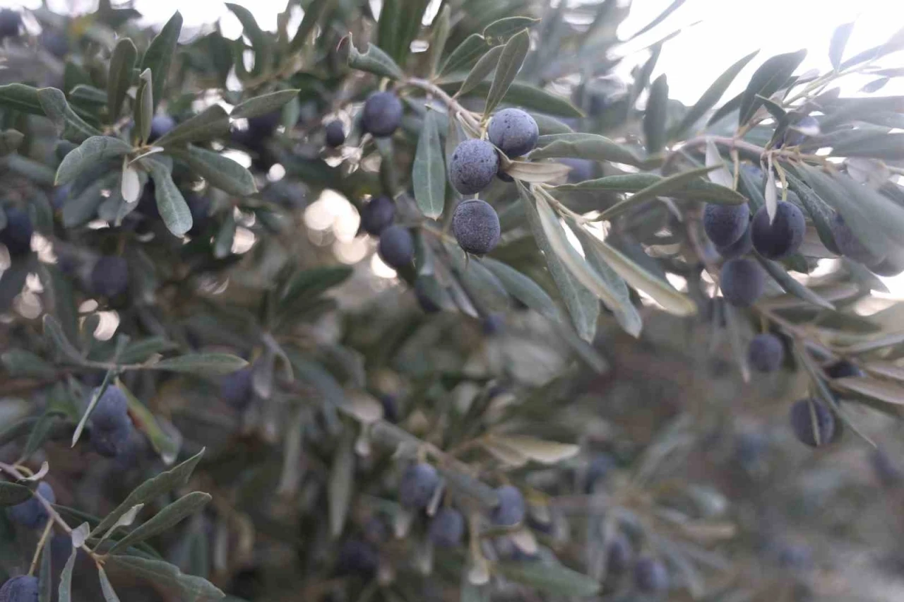 Kuraklık zeytin hasadında yağ verimini olumsuz etkiledi

