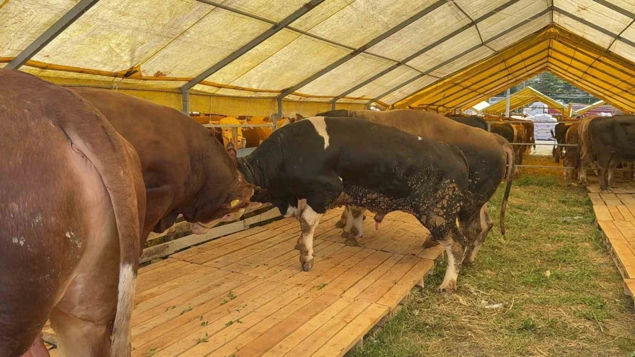 Kurban Bayramı’na sayılı günler kala İstanbul’da kurban pazarları hareketlendi
