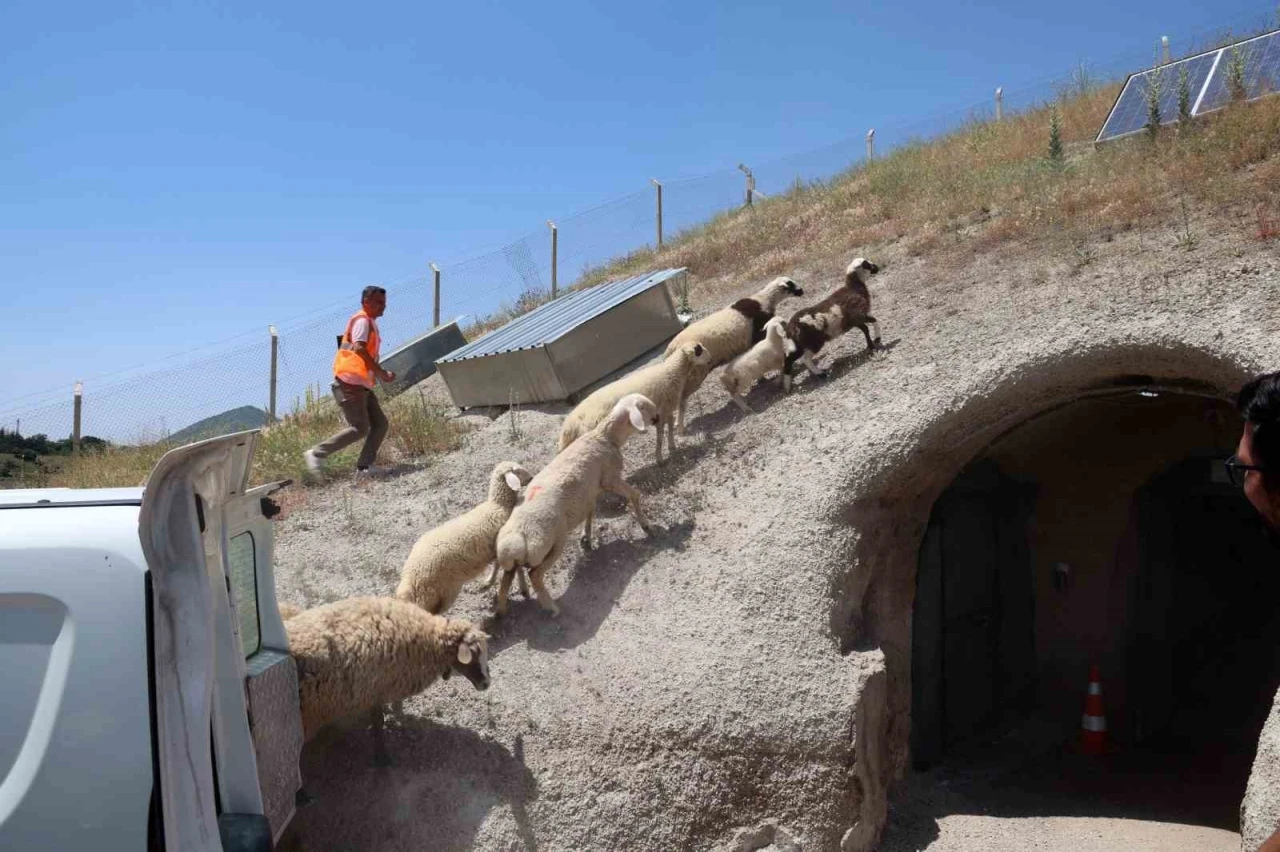 Kurban Bayramı’nda kaçan hayvanları, belediye sahibine teslim etti
