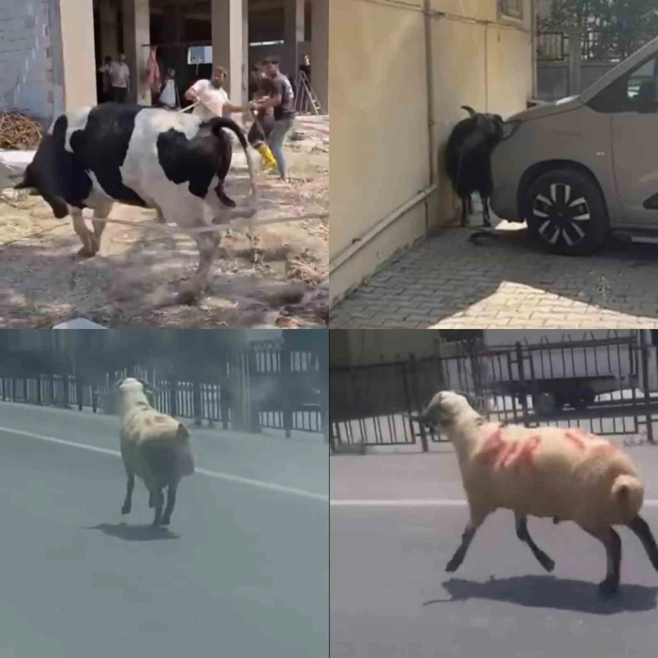 Kurbanlıklar firarda
